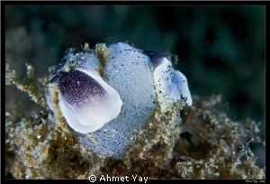 Mother nudybranch and her billion eggs...:)
Canon 40 D -... by Ahmet Yay 